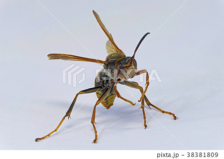 ハチ (深度合成) 38381809