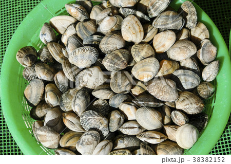 あさり　アサリ　浅蜊　 38382152