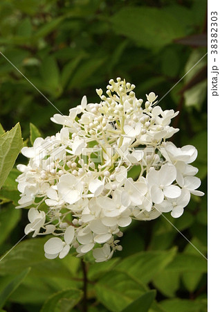 ノリウツギ ノリウツギ 38382303