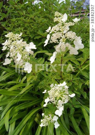 ノリウツギ ノリウツギ 38382307