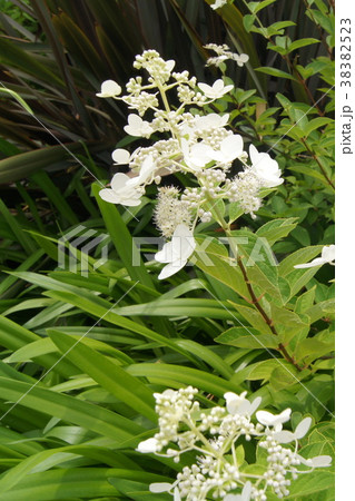 ノリウツギ ノリウツギ 38382523