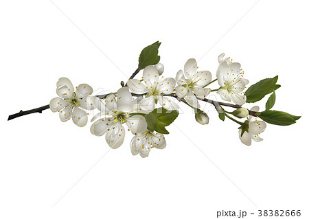 Blossoming cherry branch with white flowers. 38382666