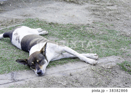 犬 狗 わんこ 38382866