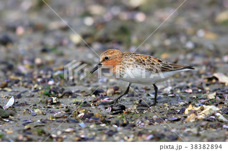 トウネン トウネン 38382894