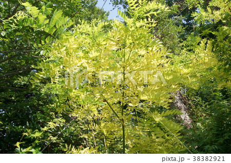 ニセアカシア フリーシア 植物 フリーシア ニセアカシアの写真素材