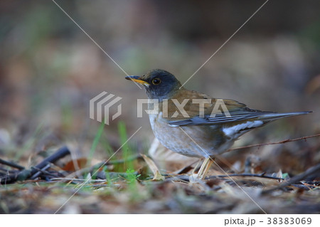 シロハラ 38383069