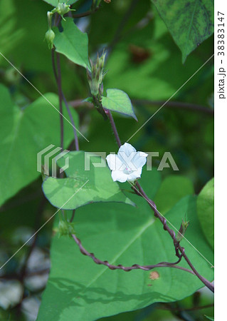 豆朝顔 花言葉は 見つけたら幸せ の写真素材 3147