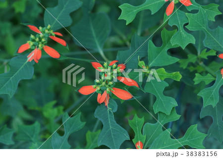 猩猩草　ショウジョウソウ　花言葉は「希望」 38383156