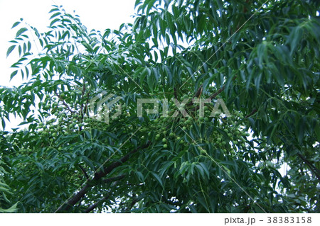 栴檀 センダンの実 栴檀 センダンの実 38383158