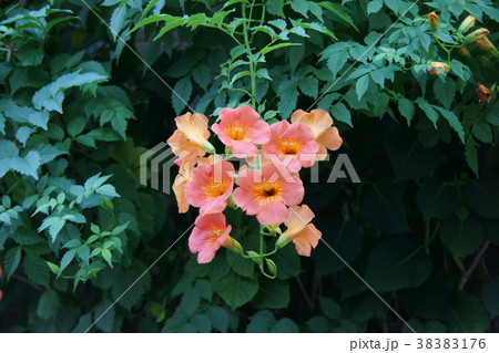 凌霄花 ノウゼンカズラ 花言葉は「華のある人生」 凌霄花 ノウゼンカズラ 花言葉は「華のある人生」 38383176