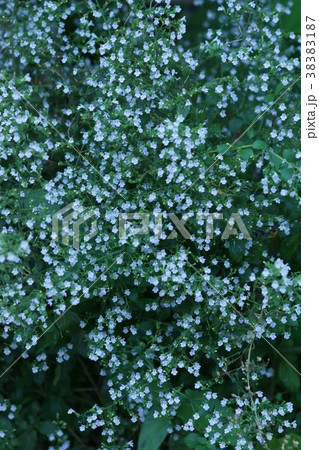 カラミンサ ネペタ ハーブです 花言葉は 繊細な心 の写真素材 3187