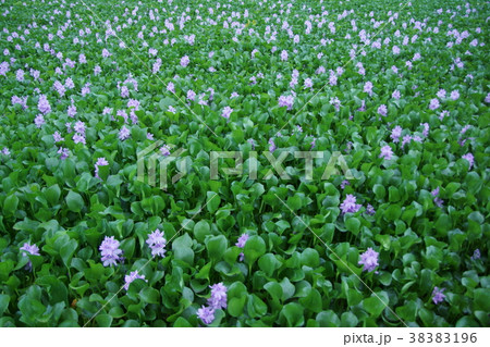 布袋葵　ウォーターヒアシンス　花言葉は「揺れる心」 38383196