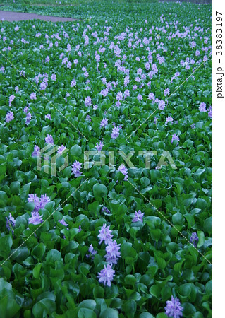 布袋葵　ウォーターヒアシンス　花言葉は「揺れる心」 38383197