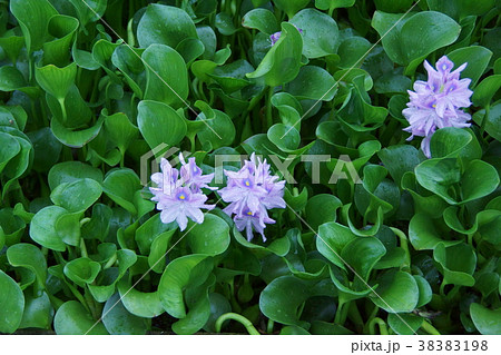布袋葵 ウォーターヒアシンス 花言葉は「揺れる心」 布袋葵 ウォーターヒアシンス 花言葉は「揺れる心」 38383198