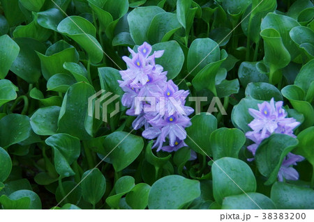 布袋葵　ウォーターヒアシンス　花言葉は「揺れる心」 38383200