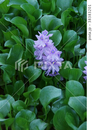 布袋葵　ウォーターヒアシンス　花言葉は「揺れる心」 38383201