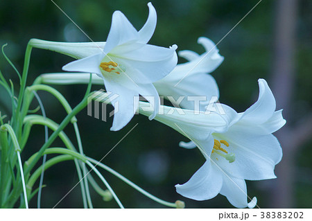 エレガントテッポウユリ 花 言葉 最高の花の画像