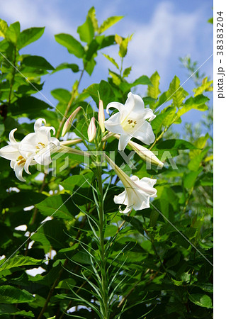 高砂百合 タカサゴユリ 花言葉は 純潔 の写真素材 34