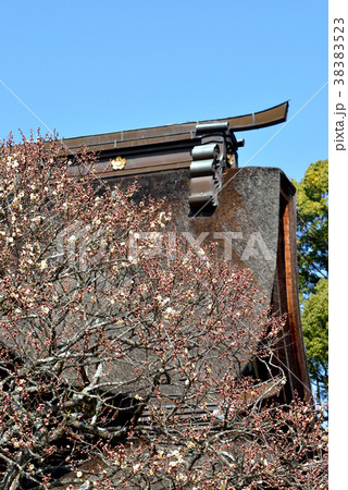 太宰府天満宮 飛梅ほころぶ 学問の神様 合格祈願 福岡県太宰府市 太宰府天満宮 飛梅ほころぶ 学問の神様 合格祈願 福岡県太宰府市 38383523