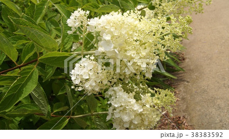 16：9　ノリウツギ 38383592