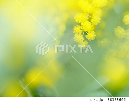 ミモザ 38383666