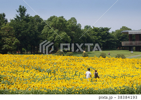 広大なヒマワリ畑（浜名湖ガーデンパーク） 38384193