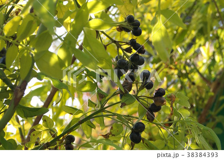 秋：ハゴロモジャスミンの実 38384393