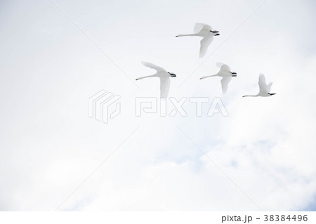 白鳥 白鳥 38384496