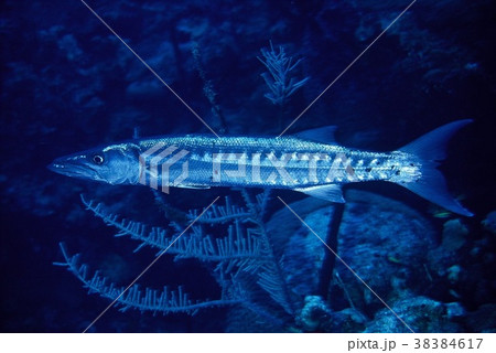 オニカマス オニカマス 38384617