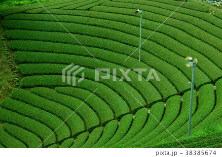 宇治の茶畑 宇治の茶畑 38385674