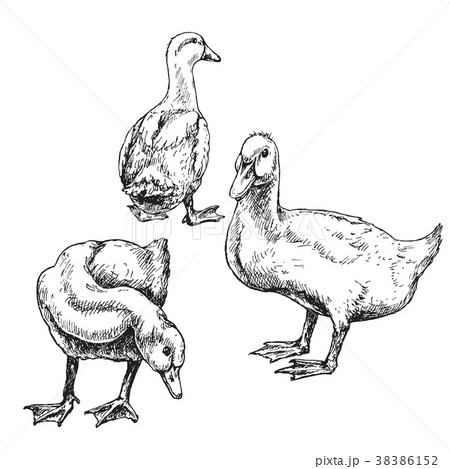 Hand drawn ducks sketch Hand drawn ducks sketch 38386152