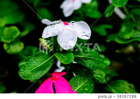 日々草と水滴 38387288