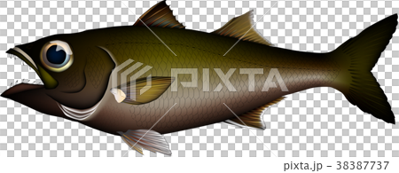 クロムツ イラスト ベクター クロムツ イラスト ベクター 38387737