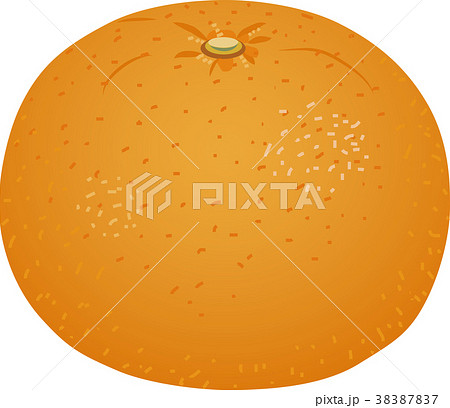 夏みかん 夏みかん 38387837