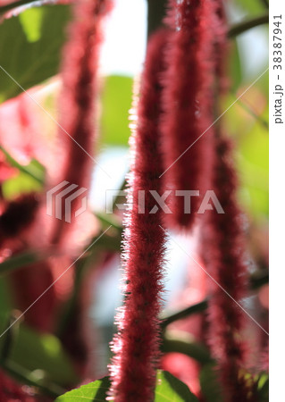 ベニヒモノキ ベニヒモノキ 38387941