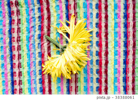 Floral Aster. Floral Aster. 38388061
