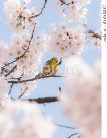 さくらとメジロ 38388287