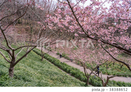 【千葉県】佐久間ダム湖の頼朝桜(河津桜) 【千葉県】佐久間ダム湖の頼朝桜(河津桜) 38388652