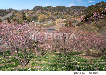 【千葉県】佐久間ダム湖の頼朝桜（河津桜） 38388666