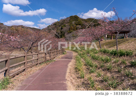 【千葉県】佐久間ダム湖の頼朝桜（河津桜） 38388672