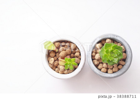 多肉 植物 観葉植物 黄麗 俯瞰 多肉 植物 観葉植物 黄麗 俯瞰 38388711