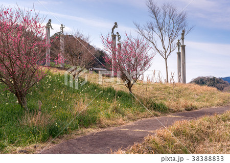 【千葉県】佐久間ダム湖の梅 38388833