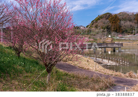 【千葉県】佐久間ダム湖の梅 38388837