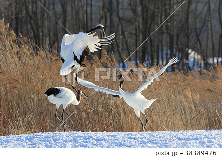 タンチョウツル タンチョウツル 38389476