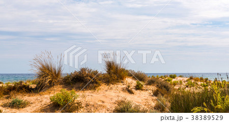 beach dunes in the sun beach dunes in the sun 38389529