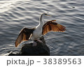 翼を開く水鳥 38389563