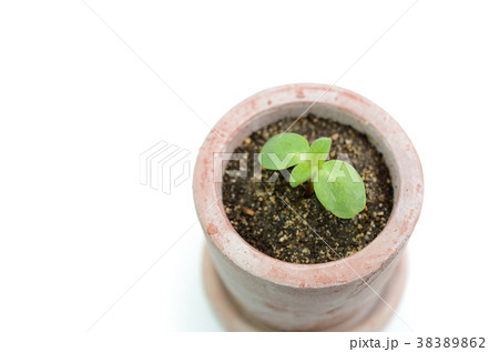 植物の芽 植物の芽 38389862