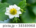 苺の花 38389968
