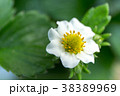 苺の花 38389969