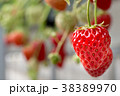いちご狩り 38389970